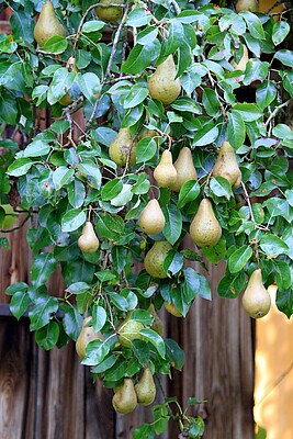 Banner Sommerschnittkurs