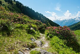 Banner Bergwanderung auf das Wieslerhorn (1603 m), Postalm
