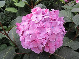 Banner Ausflug zum Hortensiengarten